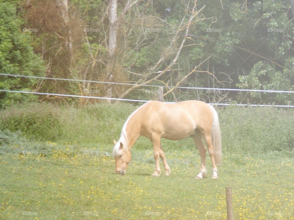 Spring feeling ... and blond mane blond tail grazing compact herbivorous