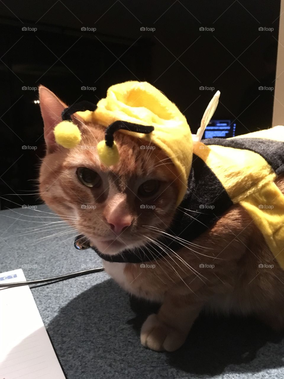 Is it a bee or a cat ??? 