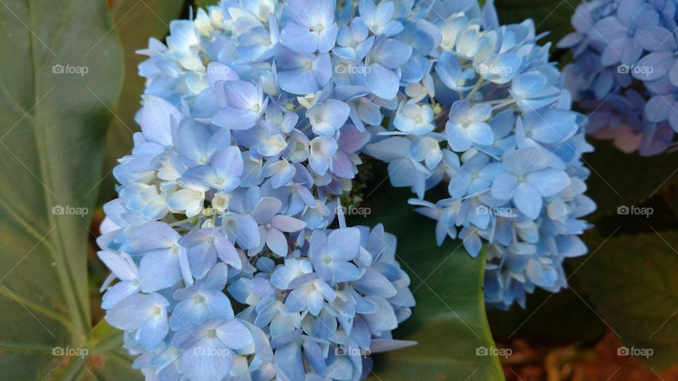 Linda flores que mudam de cores. Brotos, pétalas. Sublimidade.