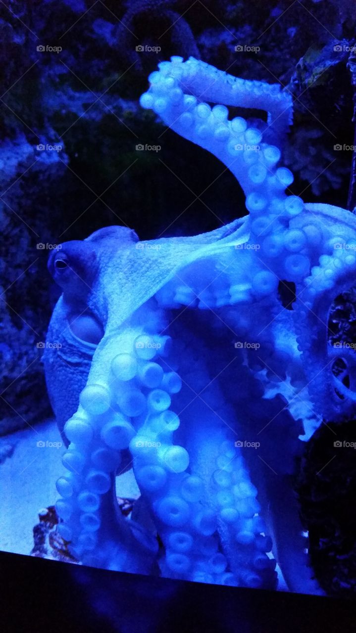 The Blue Gentleman of the Sea. This is an octopus at the first aquarium I had ever been to. This is the coolest ocean animal I had ever seen in a tank. And the most photogenic!