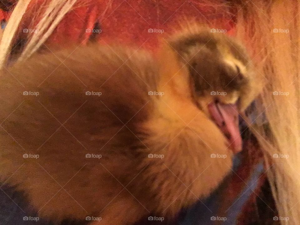 My baby duckling 🐣 