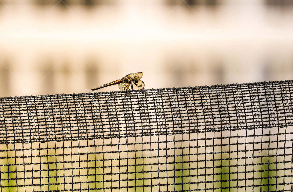 dragon fly on net