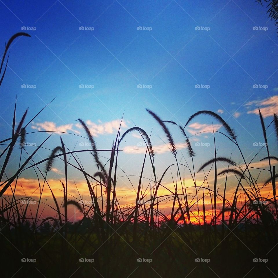Sunset on the rice field 