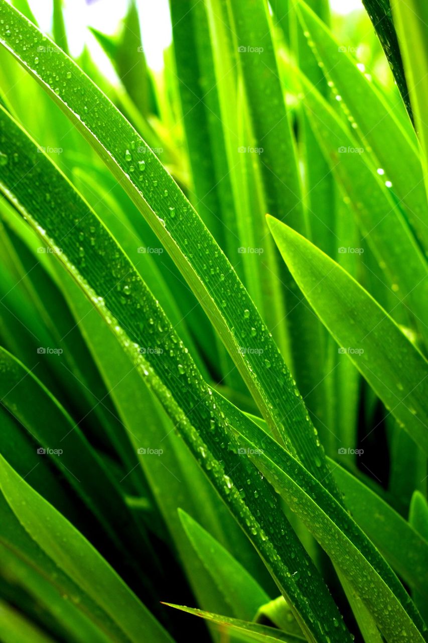 Wet leaves