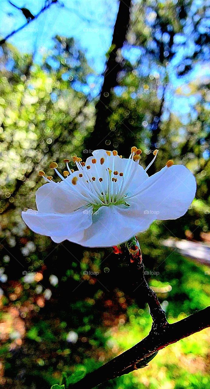 foap mission: colors of Spring!
you can bet it's Spring when the Plum trees begin to bloom beautiful delicate white blooms with greens and gold waiting patiently to produce their Juicy sweet Plums