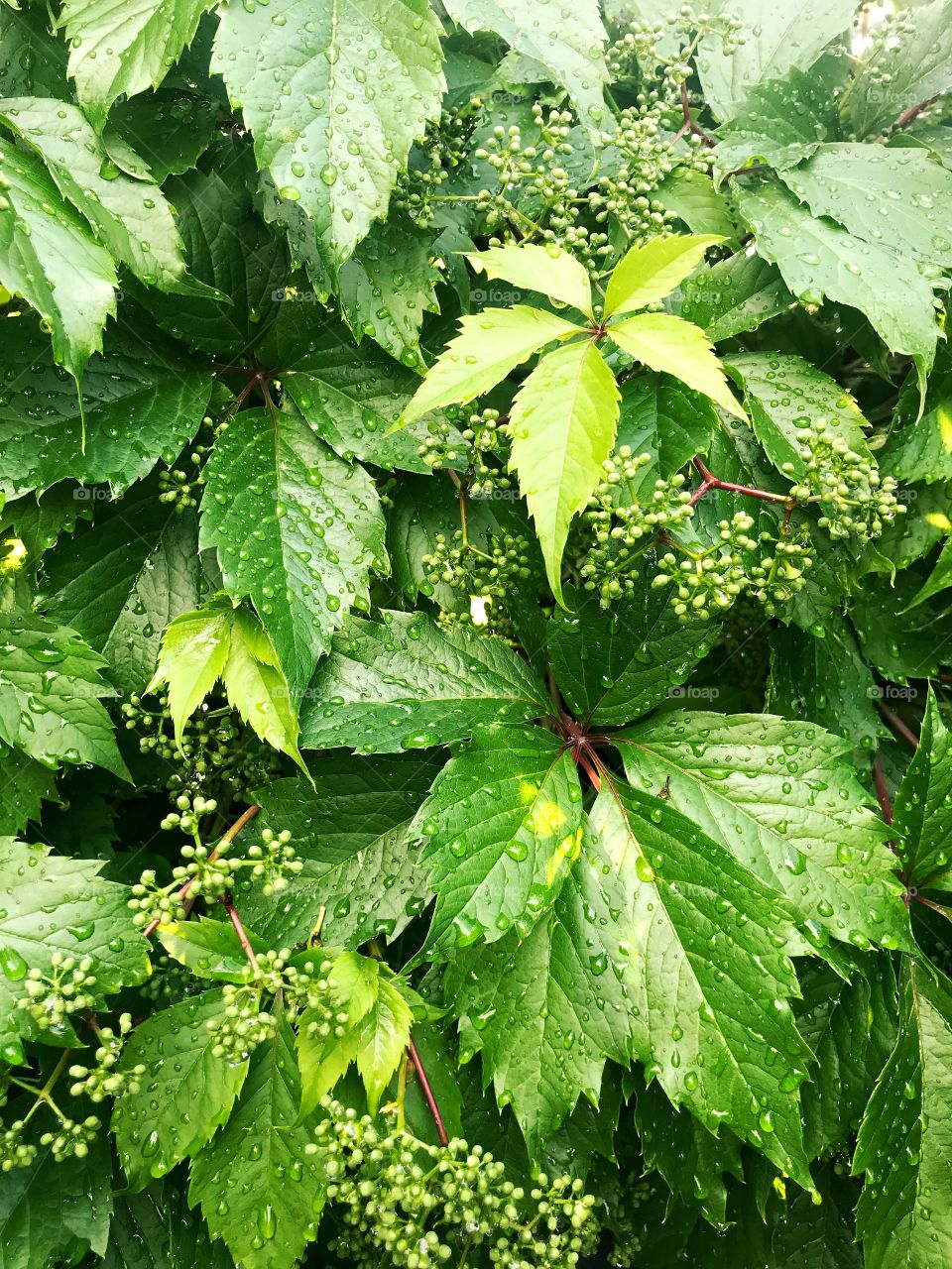 Nature leaf background. Green photo