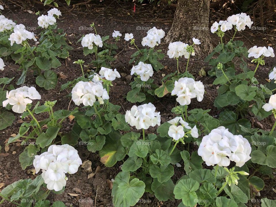 So lovely and fresh and transparent, l just has to include them in my portfolio.