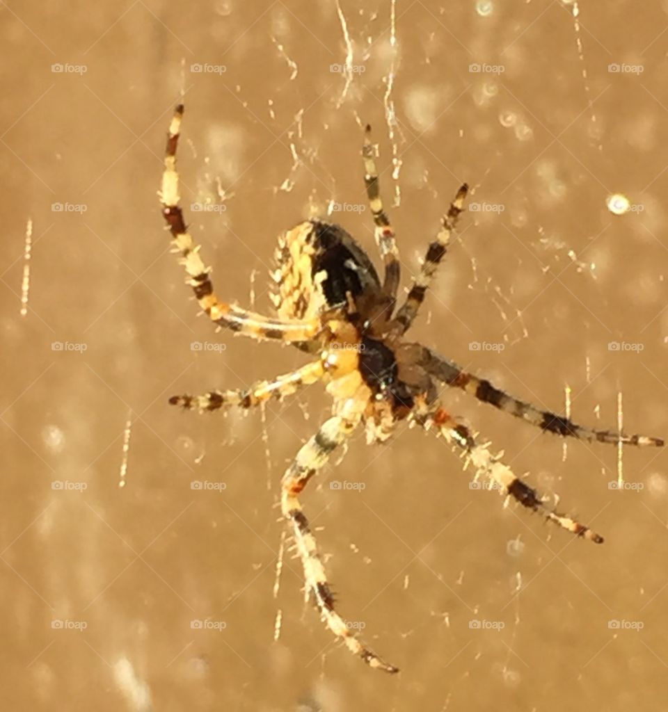 Spider. Spider watching his web. 