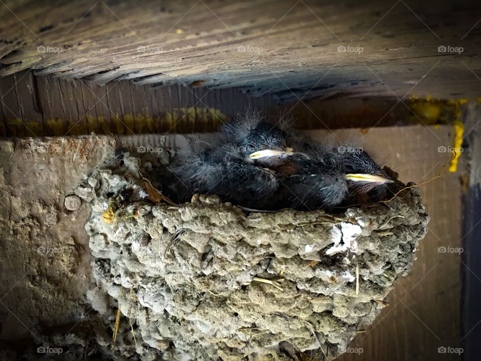 Barn Swallow Babies