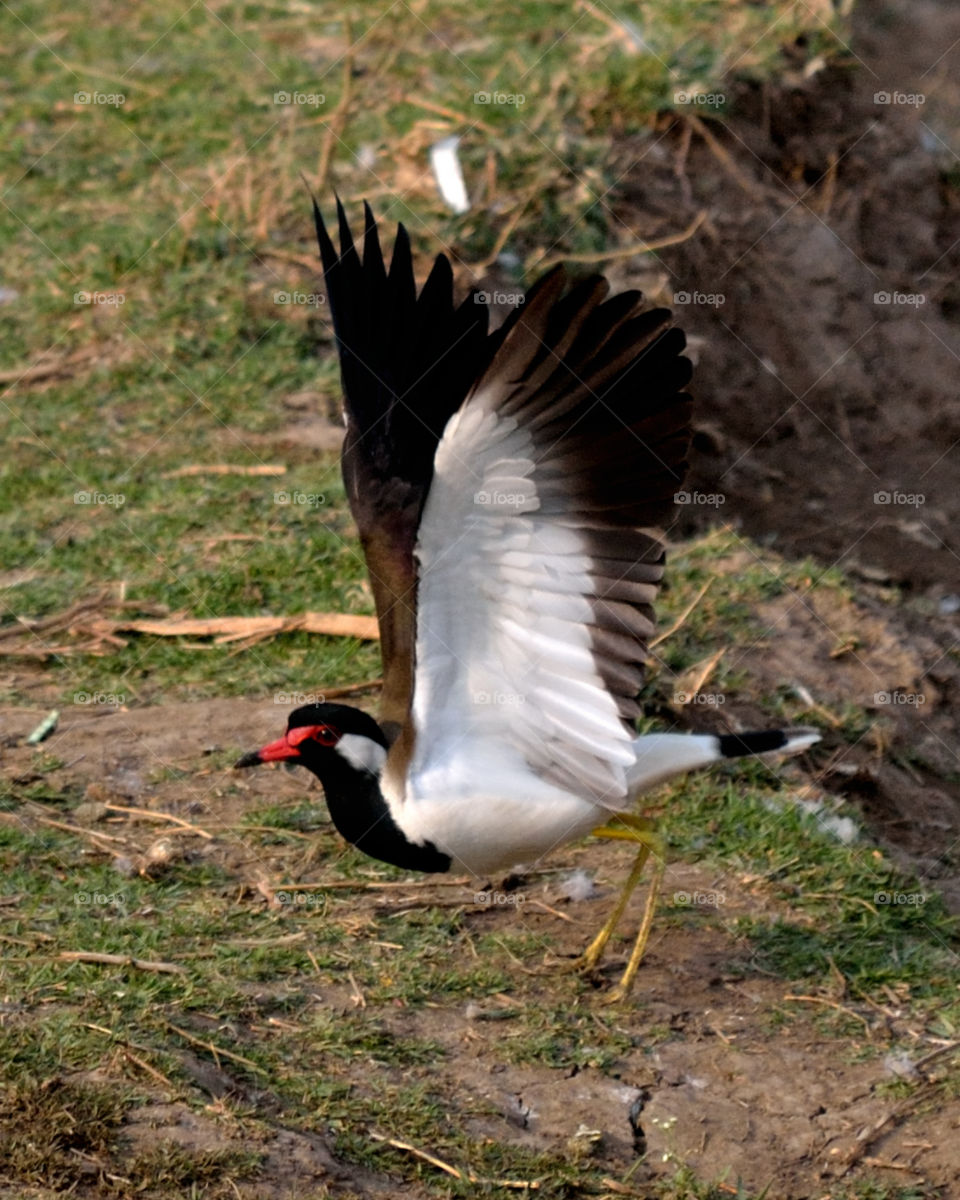 Red Wattled Lapwing