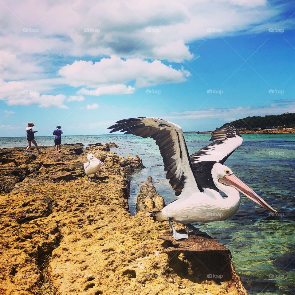 Pelican on the rocks 