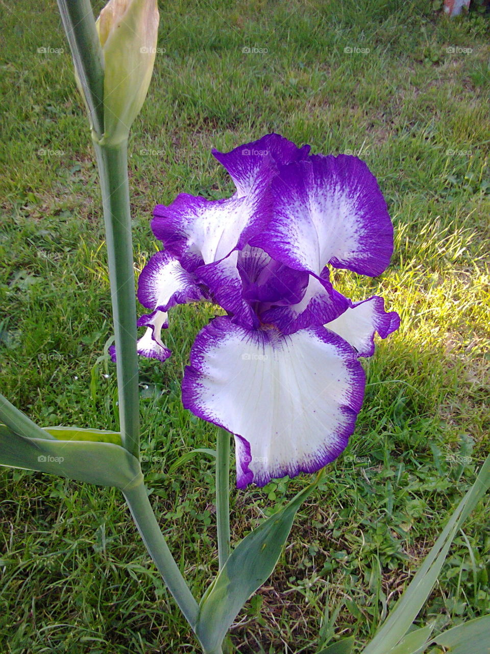 white and violet flower