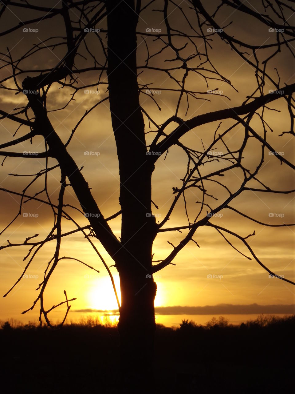 Tree At Dusk