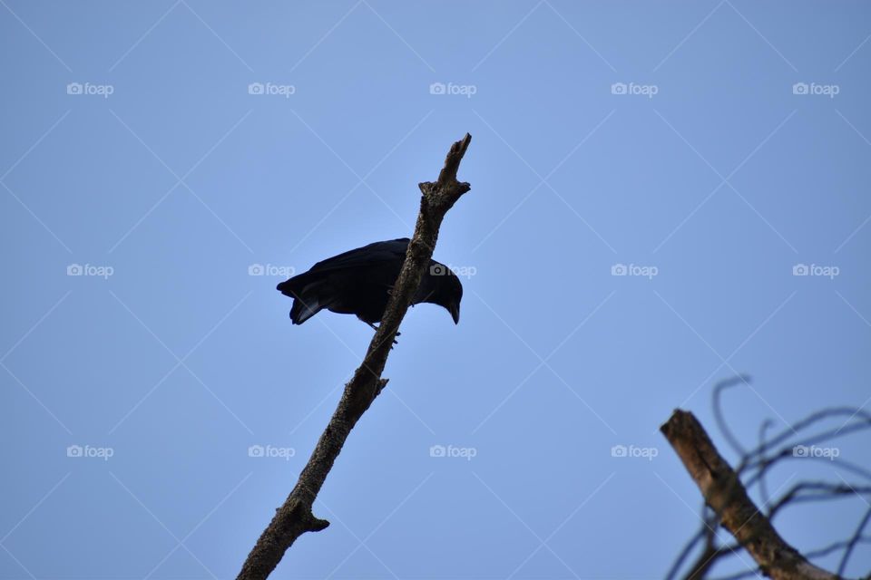 A crow looks down from his perch