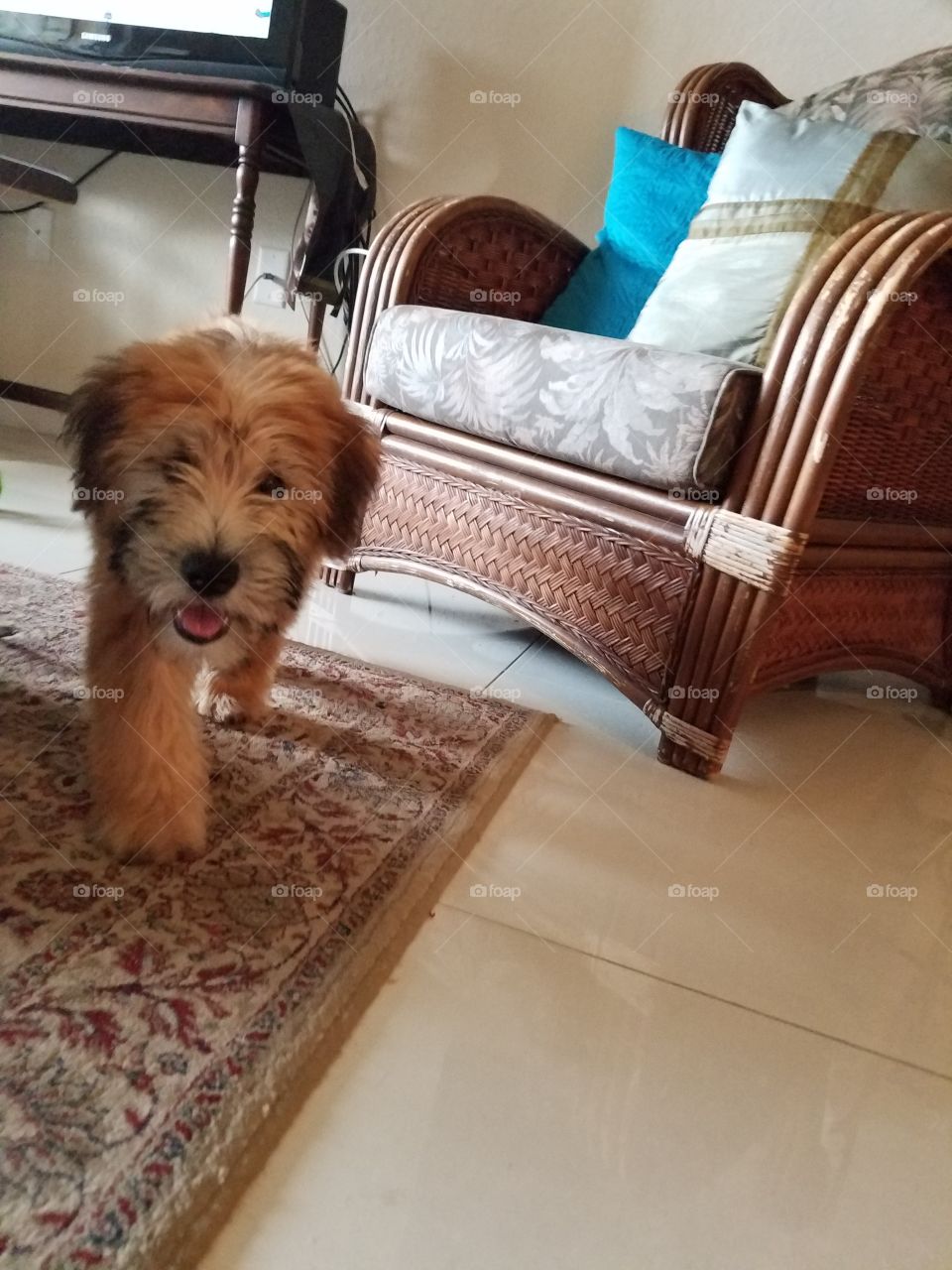 Shelby strutting her stuff 😍🐶💕