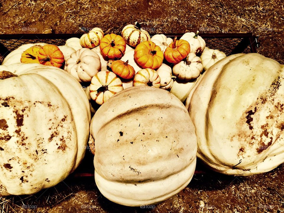 Load of white pumpkins 