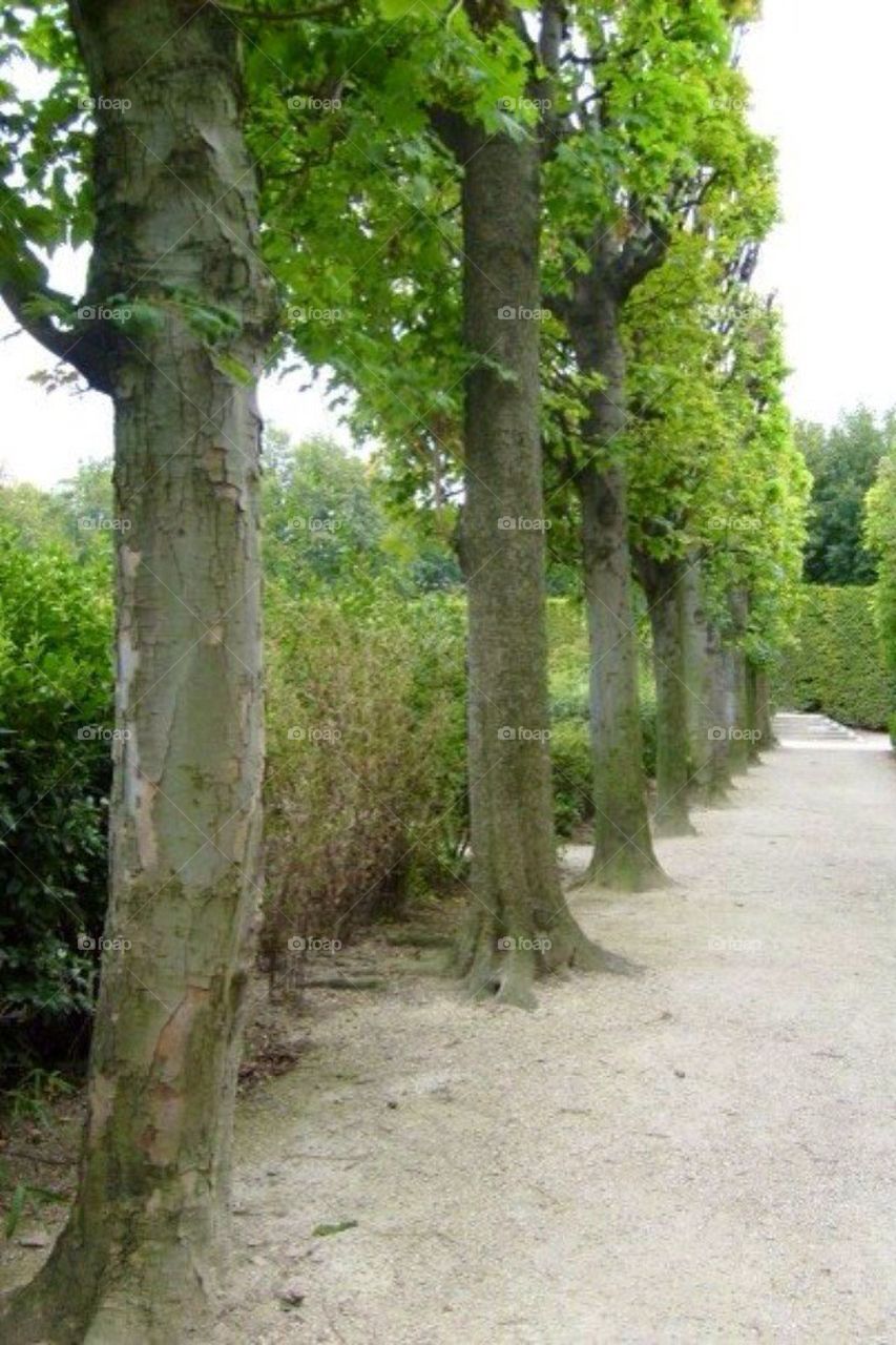 Tree path