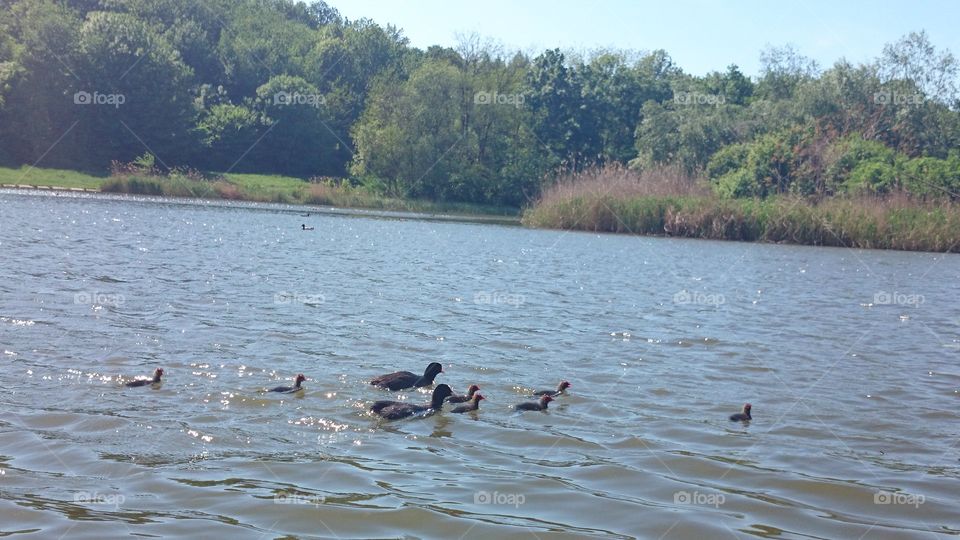 family of coots. family of coots on the lake