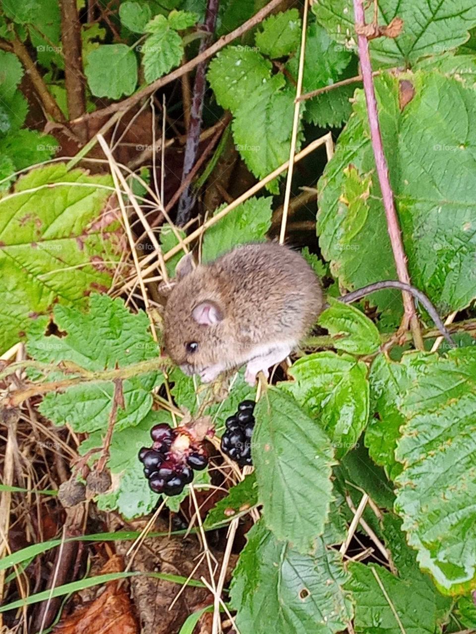kleine Waldmaus frisst Brombeeren