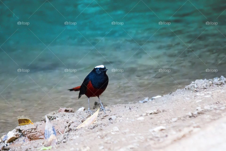 White Capped Water Redstart 