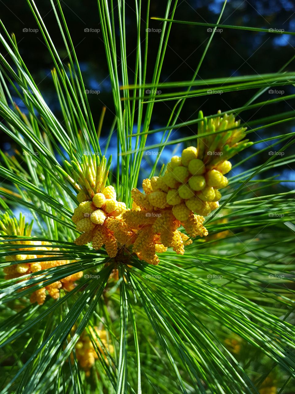 pine tree in bloom