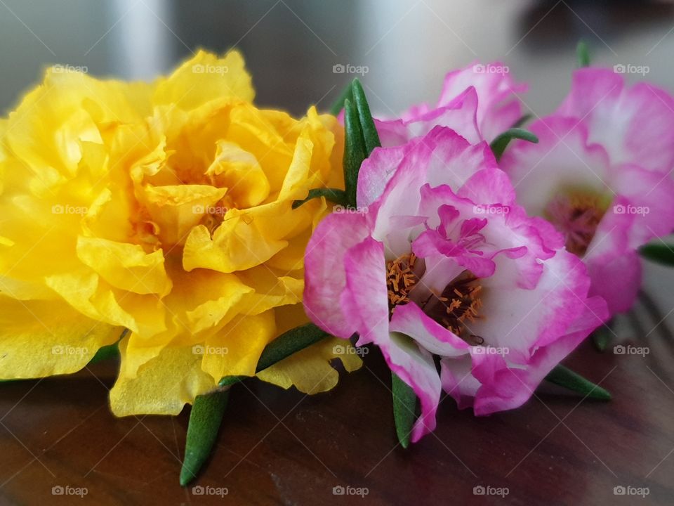 my beautiful Portulaca grandiflora