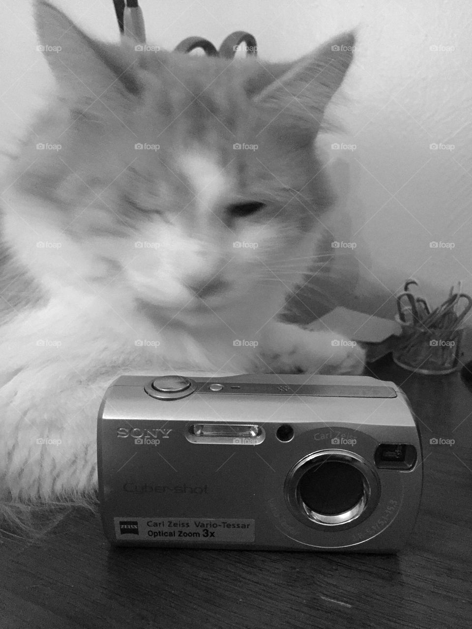 I'll take the photos....