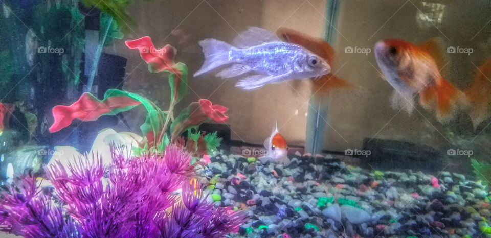 beautiful fishes in fish tank, beautiful pet fish