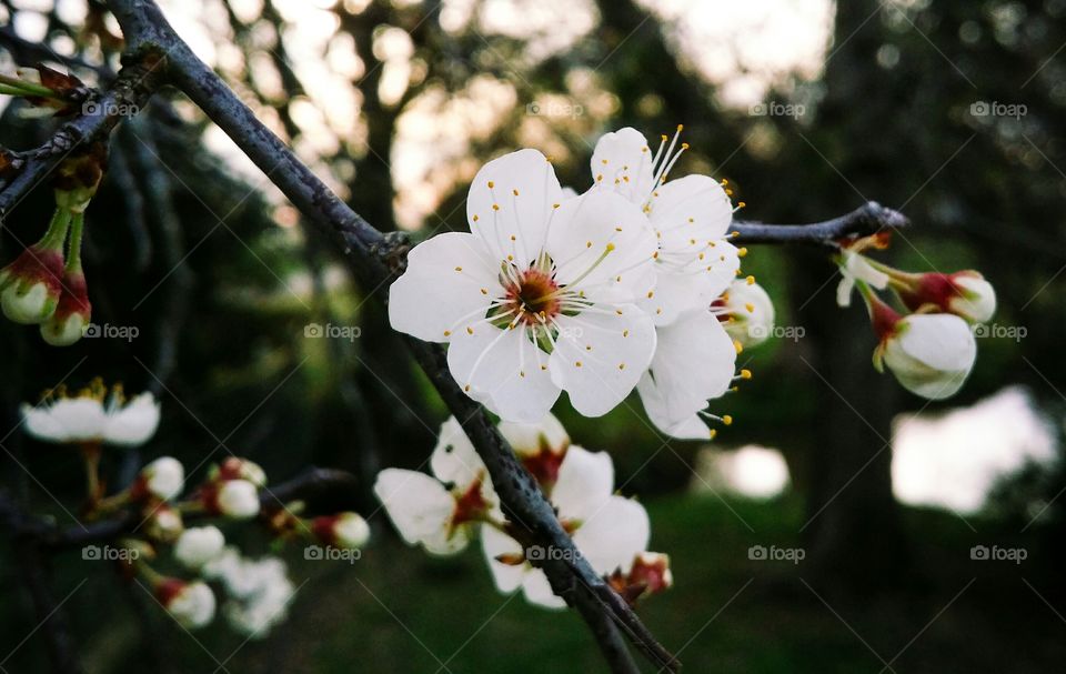 Mexican plum tree in bloom glorious mother nature