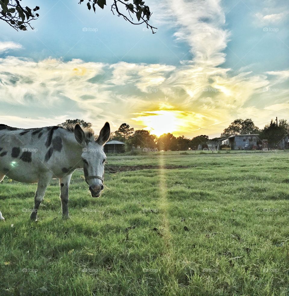 Donkey at sunset. 