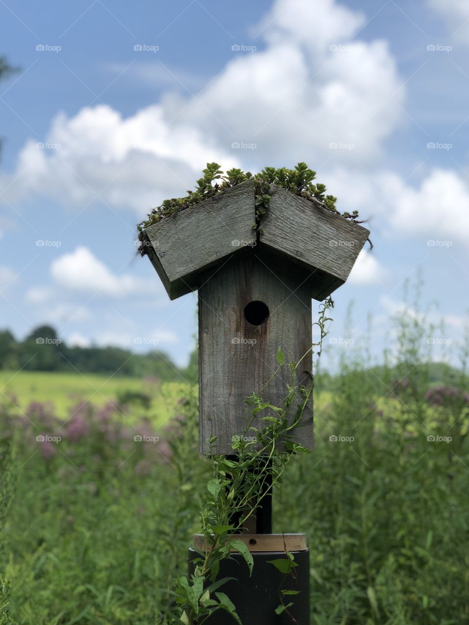 Birdhouse in Longwood Gardens