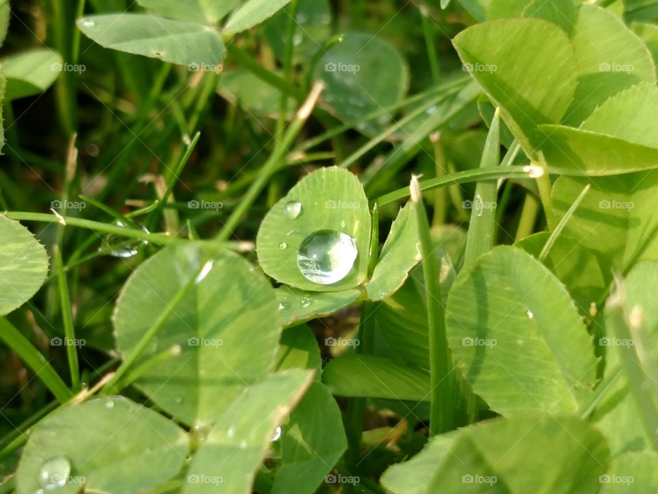 Water on the vegetation.