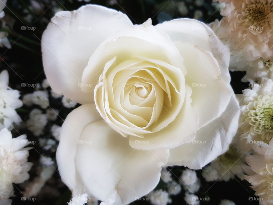 White FLower busting