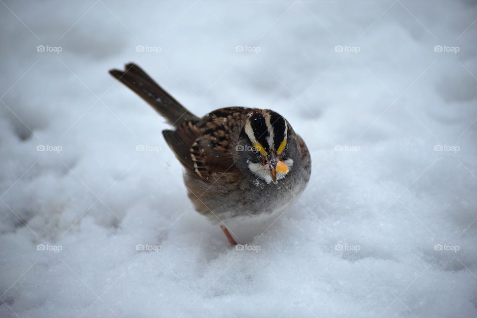 birds in snow