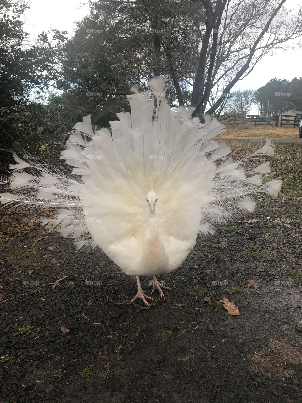 A naturally white, adolescent peacock fanning his tail feathers and challenging the photographer