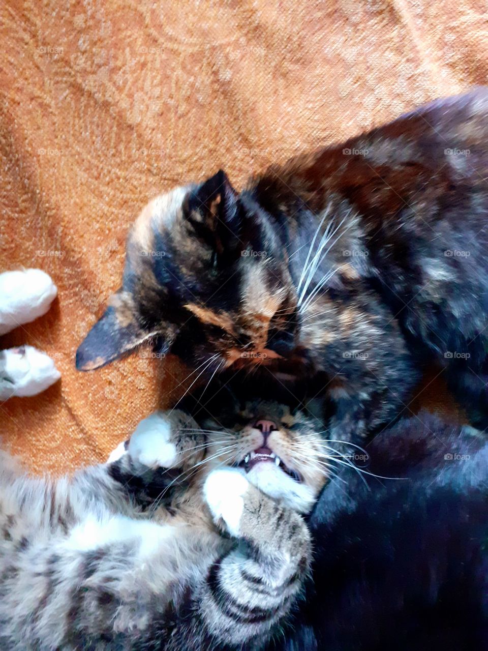 коты отдыхают