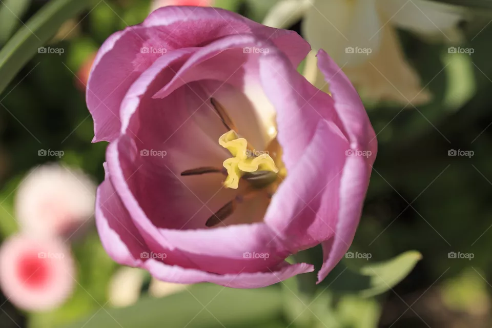 Tulip