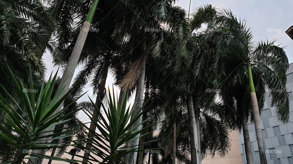 Palms in Manila