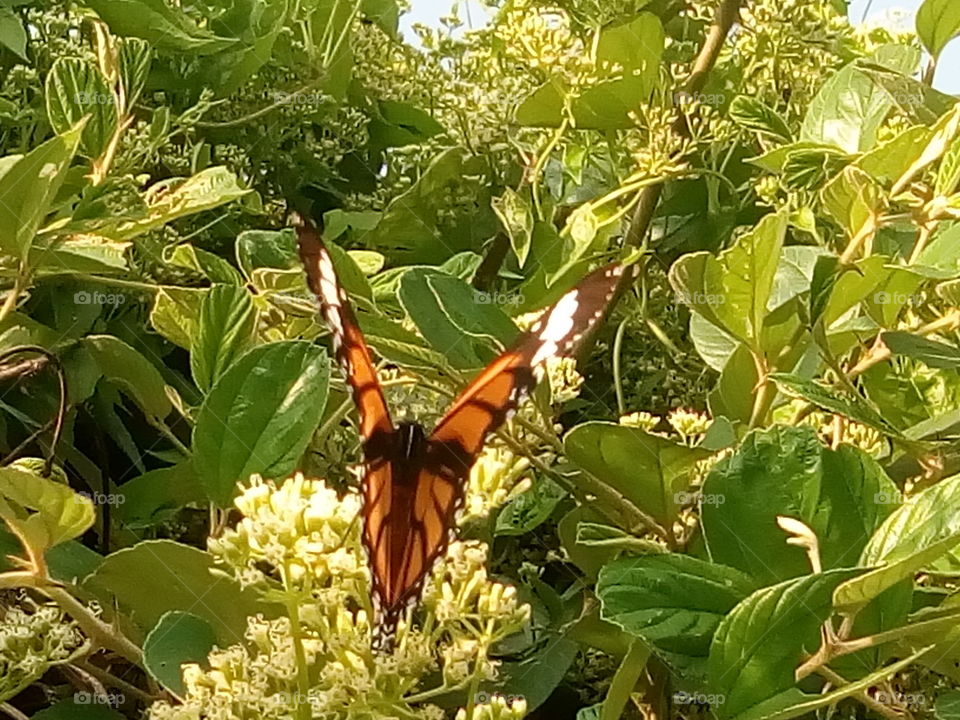 butterfly 2018-01-16 015 
#আমার_চোখে #আমার_গ্রাম #nature #butterfly #animalia #arthropoda #insecta #lepidoptera