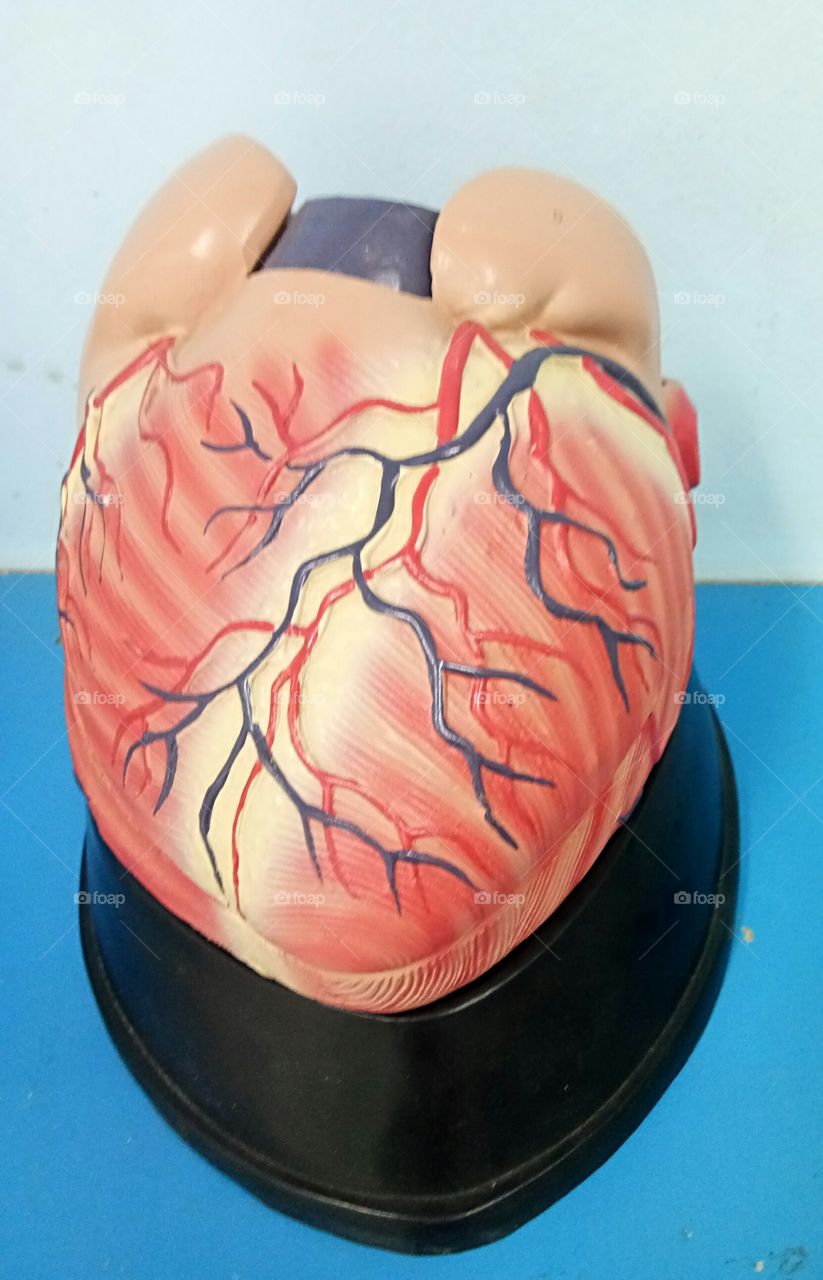 Human heart model.
