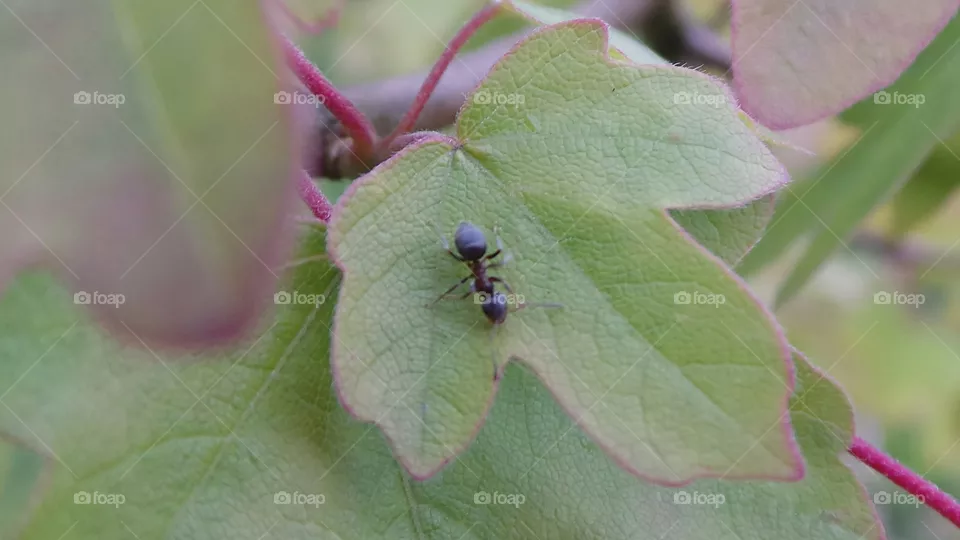 ant . macro