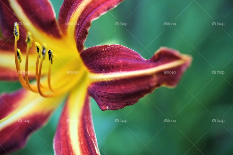 blossom closeup