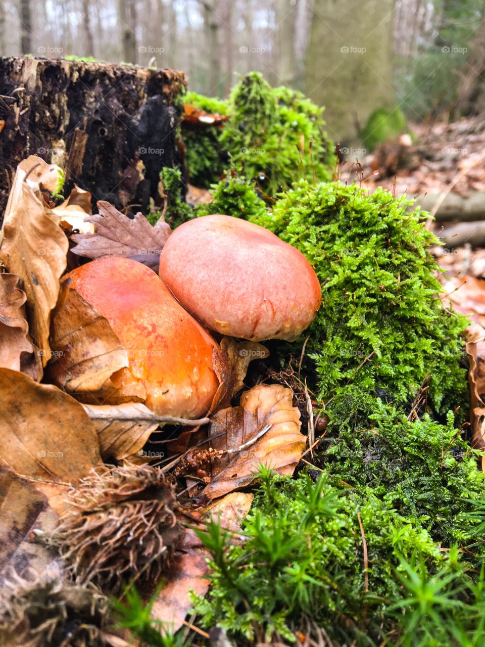 Forest mushrooms 