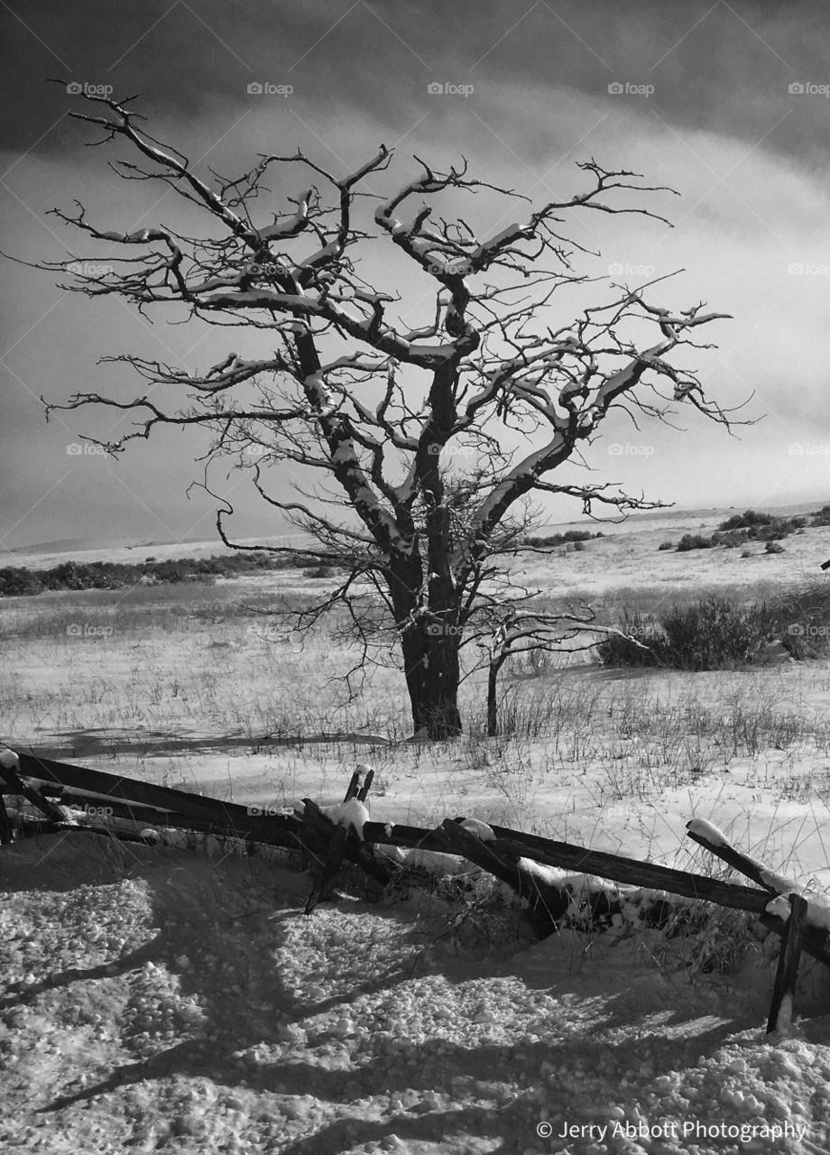 Lone Winter Tree in Farm Country