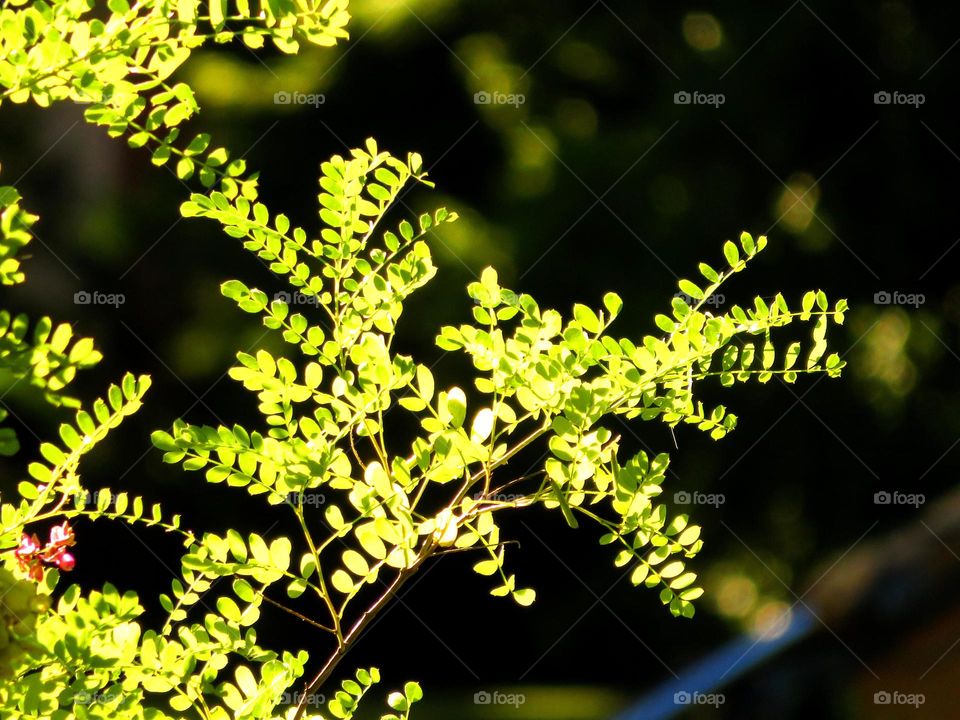 translucent leaves