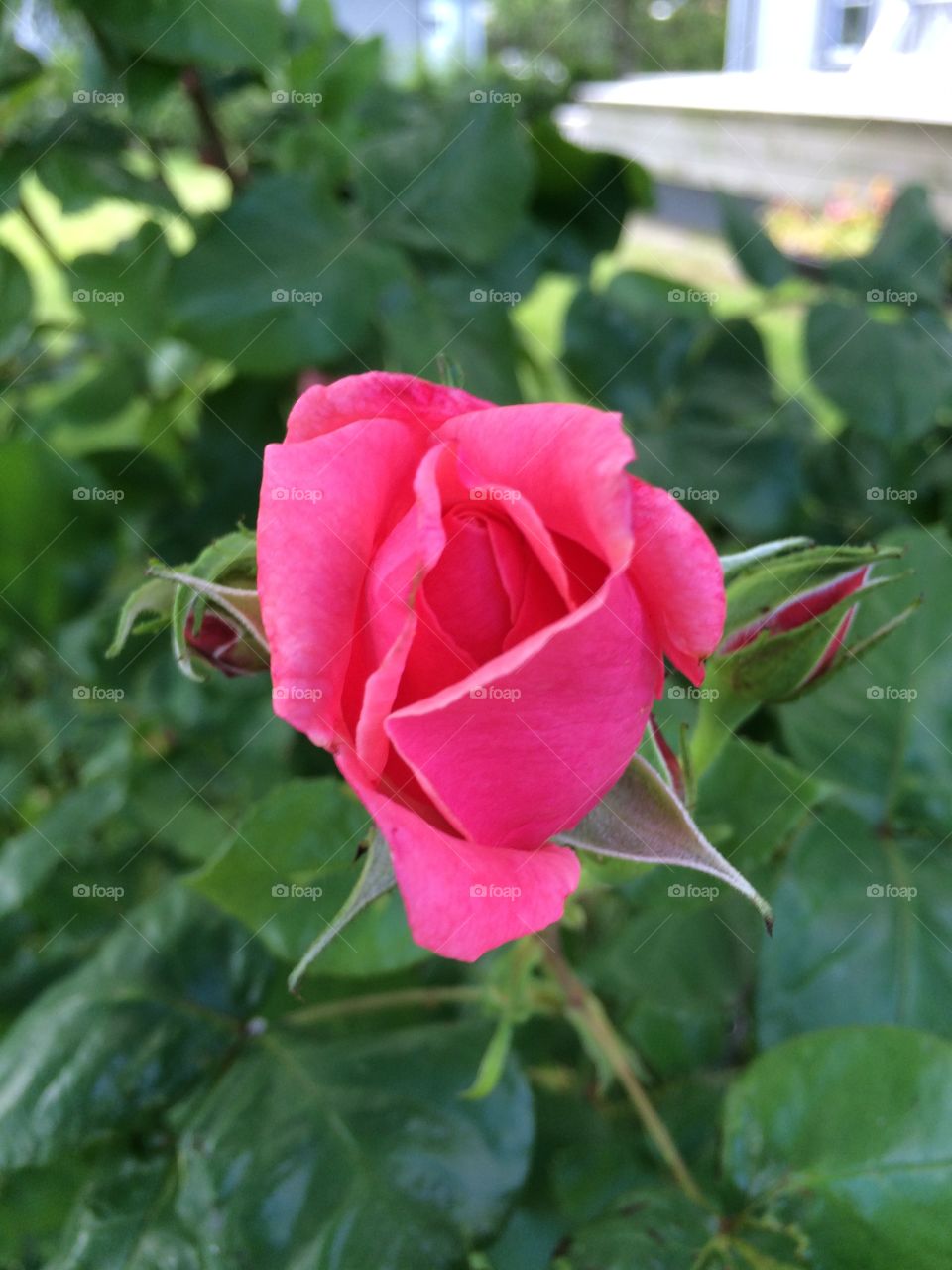 Rose in my garden 