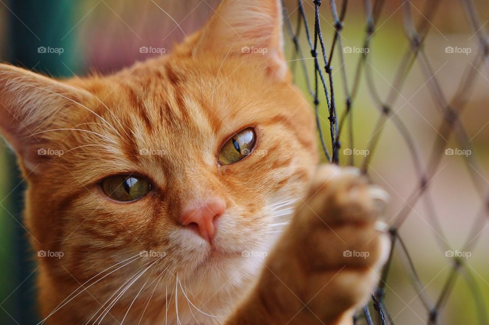 Portrait of a brown cat