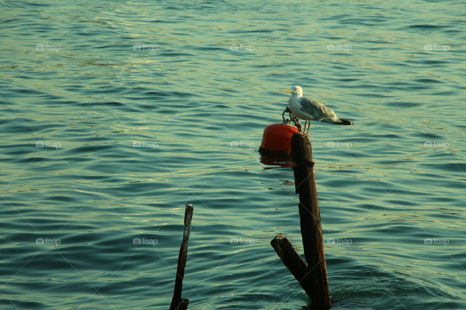 seagull. seagull stand on post in boforo sea