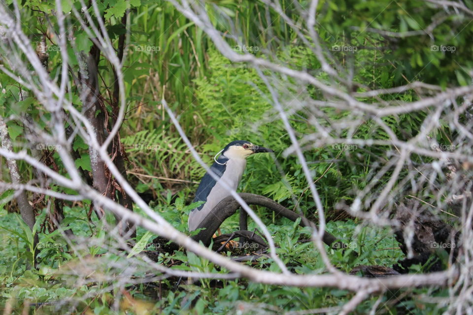 Native Louisiana Bird.