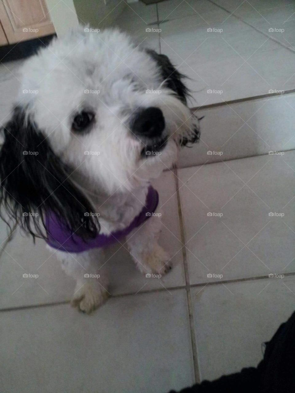 Dog, Mammal, Pet, Canine, Cute